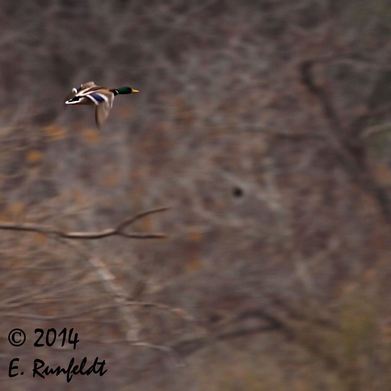 20Dec-CBC 451.jpg - Mallard